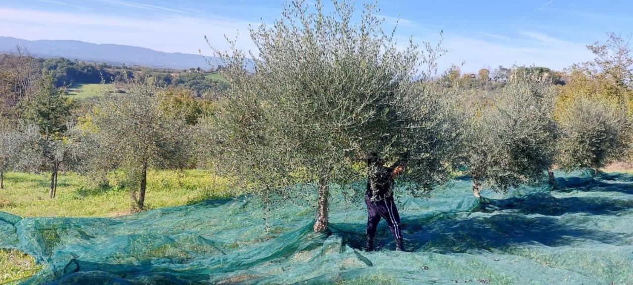 Tenuta I Lecci Terranuova Bracciolini Eksteriør billede